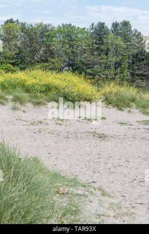 Meer Rettich/Raphanus raphanistrum Subsp maritimus in Blume an Cornwalls Küste. Gelbe Blumen typisch für kohlarten. Teile genießbar, hat Essen. Stockfoto