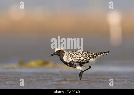 Grauer Pfuster (Pluvialis squatarola) oder Schwarzbauchpfuster mit Wurm in Jamnagar, Gujarat, Indien Stockfoto