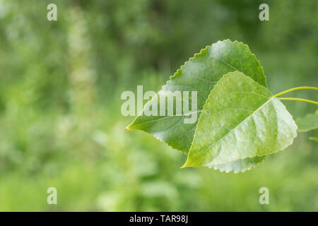 Blätter Laub von, was geglaubt wird, zu Hybrid Black Poplar/Populus x canadensis Baum. Argumentation - Blätter nicht ganz so spitz wie S. Nigra. Stockfoto