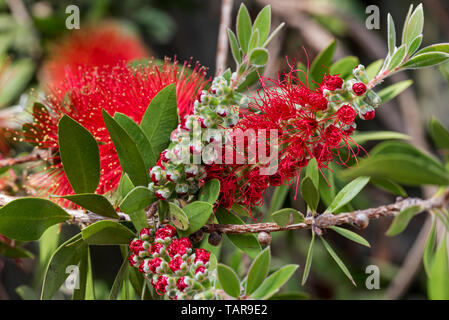 Callistemon Bottlebrush in Blume, Arten endemisch in Australien Stockfoto