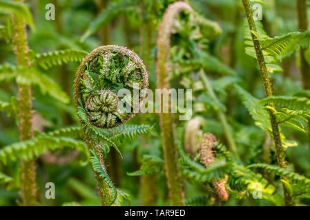 Männlicher Farn (Dryopteris filix-mas) Wedel entfaltet, die in Europa, Asien und Nordamerika Stockfoto