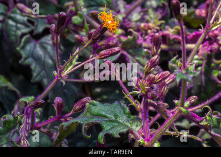 Langlebigkeit Spinat/Langlebigkeit grünen (Gynura procumbens) in Blüte, essbare Weinstock native nach China, Südostasien und Afrika Stockfoto