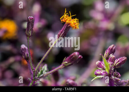 Langlebigkeit Spinat/Langlebigkeit grünen (Gynura procumbens) in Blüte, essbare Weinstock native nach China, Südostasien und Afrika Stockfoto