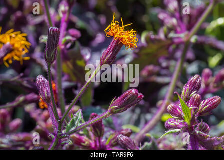 Langlebigkeit Spinat/Langlebigkeit grünen (Gynura procumbens) in Blüte, essbare Weinstock native nach China, Südostasien und Afrika Stockfoto