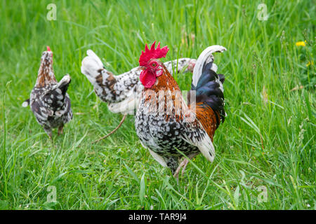 Steinhendl Steinpiperl Stoapiperl - - - Huhn Gruppe - kritisch bedrohte Huhn züchten aus Österreich im freien Bereich (Gallus gallus domesticus)