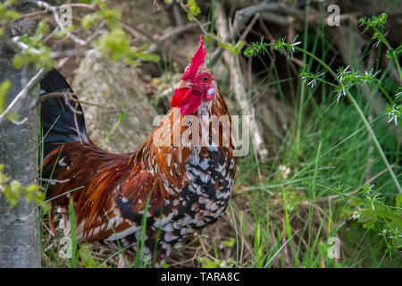 Steinhendl Steinpiperl Stoapiperl - - - Huhn Hahn - kritisch bedrohte Huhn züchten aus Österreich im freien Bereich (Gallus gallus domesticus) Stockfoto