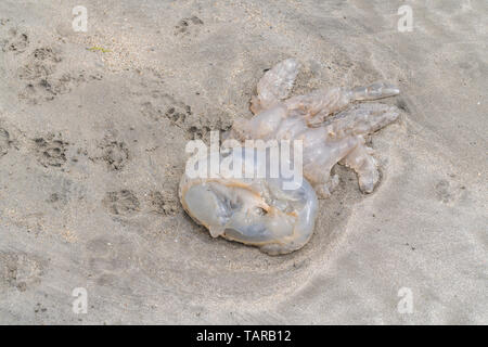 Einige Arten von toten Quallen gewaschen bis auf ein kornisches Strand. Yukky Tiere Konzept. Stockfoto