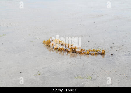 Sugar Kelp/Saccharina latissima, ehemals Laminaria saccharina an Land auf einem Cornwall Strand gespült. Kann als Nahrung, wenn frisch geernteten verwendet werden. Stockfoto