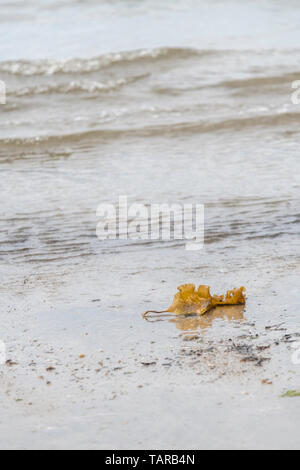 Sugar Kelp/Saccharina latissima, ehemals Laminaria saccharina an Land auf einem Cornwall Strand gespült. Kann als Nahrung, wenn frisch geernteten verwendet werden. Stockfoto