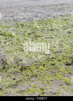 Die grüne Algen Sea Lettuce/Ulva lactuca gewaschen an Land an einem Strand und hinterlegt bei der Drift oder tideline. Frischen Salat ist essbar.