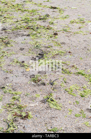 Die grüne Algen Sea Lettuce/Ulva lactuca gewaschen an Land an einem Strand und hinterlegt bei der Drift oder tideline. Frischen Salat ist essbar.
