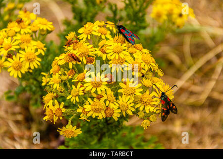 Six-spot Burnet Motten an blühenden Ragwort. Northumberland, Großbritannien. Juli 2018. Stockfoto