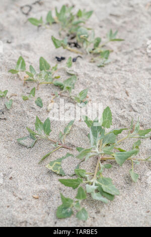 Geglaubt, den Speer zu sein-leaved Melde/Atriplex Hastata. Die jungen Blätter können hat gekocht und gegessen, die ausgezeichnete "grünen" werden. Stockfoto