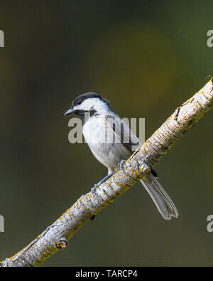 Carolina Chickadee - Nordamerika wild Songbird auf Ast sitzend Stockfoto