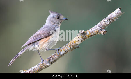 Getuftete Meise - Nordamerika wild Songbird auf Ast sitzend Stockfoto