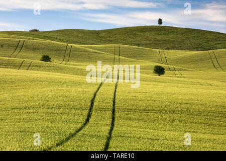 Rolling Hills von Gerste mit Bäumen punktieren die Landschaft, San Quirico d'Orcia Provinz Siena, Toskana, Italien, Europa Stockfoto