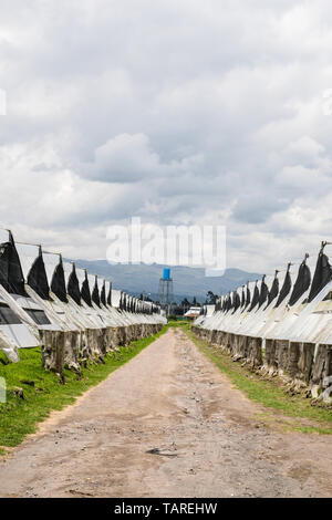 Reihen von Gewächshäusern von rose Farm in Ecuador Stockfoto