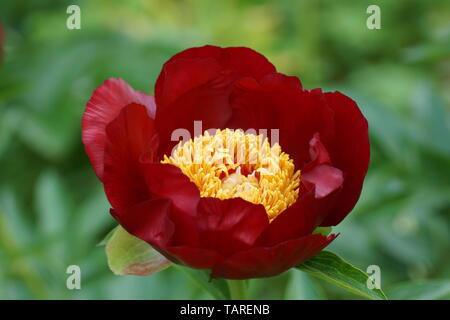 Pfingstrose Chervoni Vitryla. Rote Pfingstrose. Paeonia lactiflora (Chinesische Pfingstrose oder gemeinsamen Garten päonie). Stockfoto