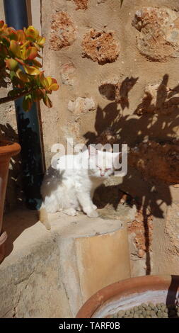 Wunderschöne Katze in Fornalutx Stadt auf Mallorca, Balearen, Spanien. Stockfoto