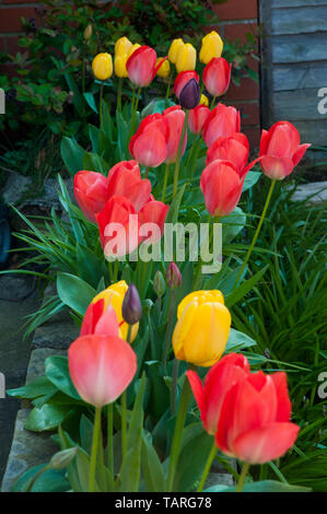 Gewölbte Form Triumph Tulpen in verschiedenen Farben in einer angehobenen Grenze. Stockfoto