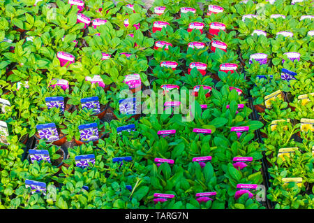 Sammlung von verschiedenen Petunia Trailing Surfinias Rot Gelb Rosa etc in 9cm Töpfe in Fächer ideal für hängende Körbe Stockfoto