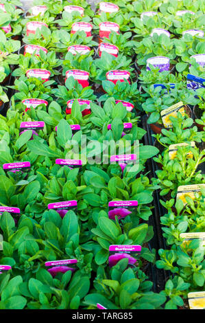 Sammlung von verschiedenen Petunia Trailing Surfinias Rot Gelb Rosa etc in 9cm Töpfe in Fächer ideal für hängende Körbe Stockfoto