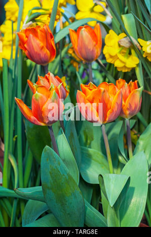 Gruppe Tulpen Prinzessin Irene ein helles Orange Tulpe mit lila-grün blinken. Schüssel geformte Tulip vom Triumph Gruppe Tulpen Abteilung 3 Stockfoto