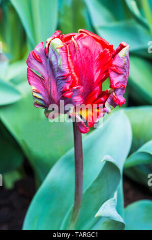 Nahaufnahme von Tulip Rokoko eine rote Tulpe mit grüner Feder Flash und gelbe Tönung. Öffnen Schale geformt, die zu den Papageien tulip gruppe Abteilung 10 Stockfoto