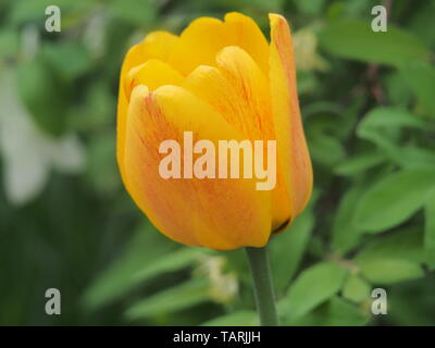 Gelb mit roten Venen Blütenblätter einer Tulip Bud. Blumenzucht. Close Up. Stockfoto