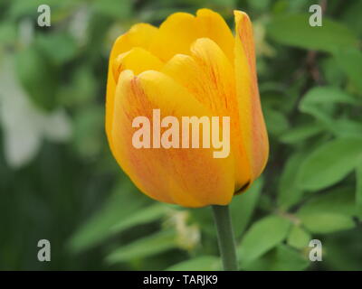 Gelb mit roten Venen Blütenblätter einer Tulip Bud. Blumenzucht. Close Up. Stockfoto