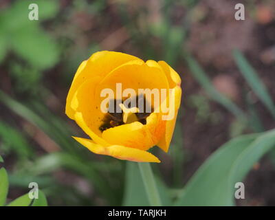 Gelb mit roten Venen Blütenblätter einer Tulip Bud. Blumenzucht. Close Up. Stockfoto