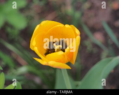 Gelb mit roten Venen Blütenblätter einer Tulip Bud. Blumenzucht. Close Up. Stockfoto