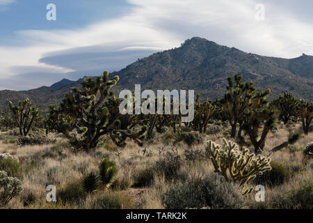 Joshua Tree in der Blüte. Yucca Buergeri fotografiert in Mojave National Preserve, Kalifornien, USA. Entlang Mojave Road SE von Cima. Stockfoto