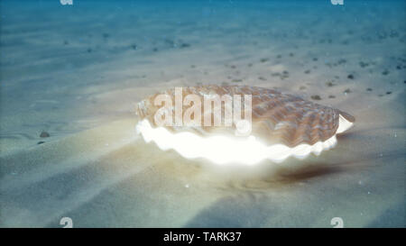 Die Mutter der Perlen unter Wasser. Geschlossen sea shell Unterwasser selbstleuchtende von Innen. Austern und Perlen auf die Unterwasser sandigen Meeresgrund. Sonnenlicht. Stockfoto