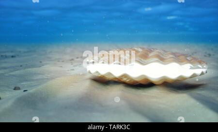 Die Mutter der Perlen unter Wasser. Geschlossen sea shell Unterwasser selbstleuchtende von Innen. Austern und Perlen auf die Unterwasser sandigen Meeresgrund. Sonnenlicht. Stockfoto