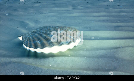 Die Mutter der Perlen unter Wasser. Geschlossen sea shell Unterwasser selbstleuchtende von Innen. Austern und Perlen auf die Unterwasser sandigen Meeresgrund. Sonnenlicht. Stockfoto