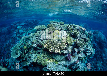Great Barrier Reef, nord-östlich von Port Douglas, Queensland, Australien, Western Pacific Ocean Coral, meist der Gattung Acropora Stockfoto