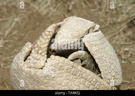 Drei-Gebändert Armadillo (südlichen) Tolypeutes tricinctus. Eine der Arten in der Lage sich selbst zu Rollen in eine Kugel für Schutz von Raubtieren. Bereich: Stockfoto