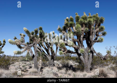 Joshua Tree in der Blüte. Yucca Buergeri fotografiert in Mojave National Preserve, Kalifornien, USA. In der umfangreichen Grove auf Cima Dome. Stockfoto