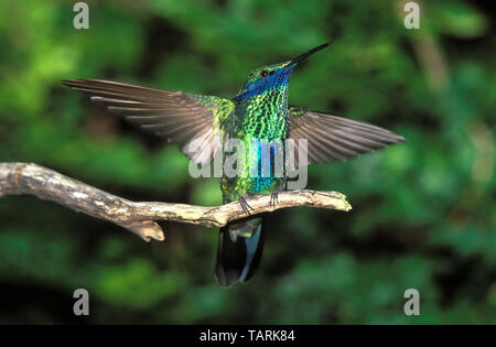 Funkelnde Violett Ohr Hummingbird Colibri coruscans Berge Venezuela Norden Argentiniens Stockfoto