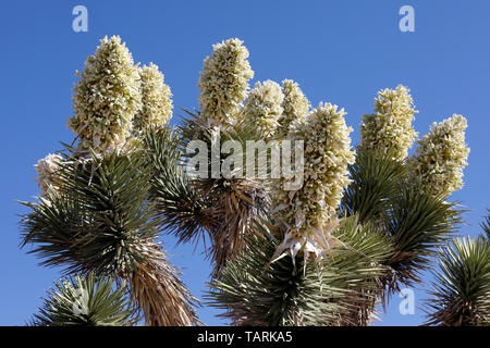 Joshua Tree in der Blüte. Yucca Buergeri fotografiert in Mojave National Preserve, Kalifornien, USA. Entlang Mojave Road SE von Cima. Stockfoto