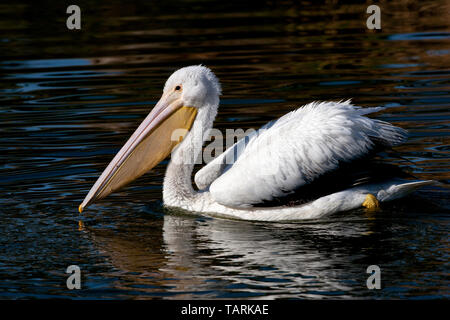 American White Pelican, nonbreeding Gefieder Pelecanus erythrorhynchos Stockfoto