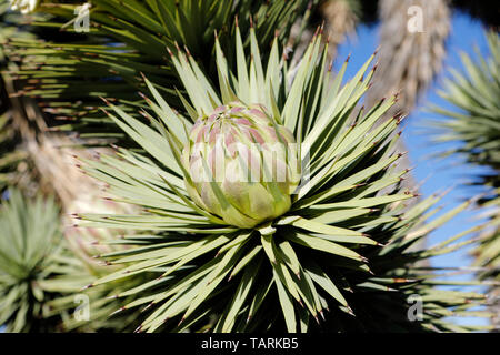 Joshua Tree: Blüte zu öffnen. Yucca Buergeri fotografiert in Mojave National Preserve, Kalifornien, USA. Entlang Mojave Road SE von Cima. Stockfoto