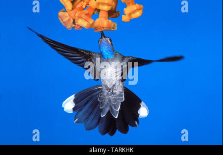 Blue-Throated Lampornis clemenciae Kolibri, Männchen fotografiert in Süd-Ost Florida, USA Stockfoto