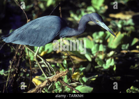 LIttle Blue Heron - Egretta caerulea Bereich: südliche USA, Mexiko, Mittelamerika fotografiert in die Everglades, Florida, USA Stockfoto