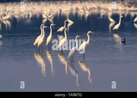 Silberreiher - Ardea alba Egretta große Reiher versammeln in einem Stream am Ende der Trockenzeit zu füttern. In den Llanos von Venezuela fotografiert. Stockfoto