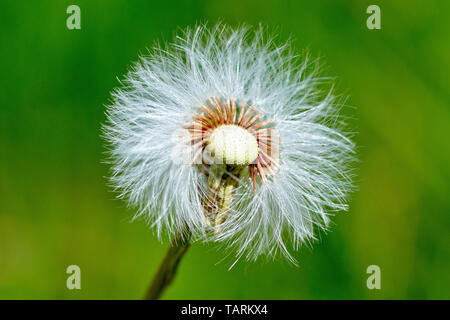 Colts-Fuß (Tussilago farfara), in der Nähe eines seedhead mit einigen der Samen bereits durch den Wind verteilt. Stockfoto