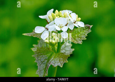 Die Knoblauchsrauke (alliaria petiolata), auch bekannt als Jack-by-the-Hedge, in der Nähe eines einsamen flowerhead.