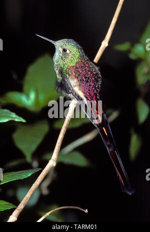 Red-Tailed Comet Kolibri (= Sappho Comet) Sappho sparganura Bereich: Anden von Bolivien, Chile und NW-Argentinien Stockfoto