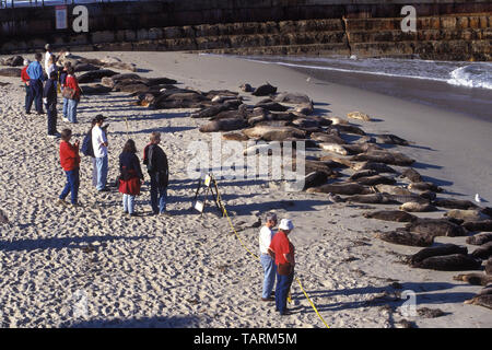 Dichtung - Phoca vitulina Hafen Leute beobachten Seehunde ausruhen am Strand, La Jolla, San Diego County, Kalifornien Stockfoto